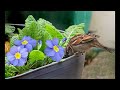 Sparrows in the Garden