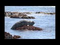 Seehunde in San Simeon, Kalifornien - Balloon-like creature - The harbor seal