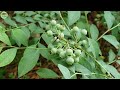 How Farmers Harvest Blueberries | Processing Blueberries in a Factory | AgricultureTechnology #26.