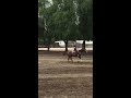 SJR Playin Smooth Reining Cow Horse For sale