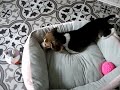 Beagle Puppy Playing