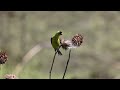 Goldfinch eating Thistle