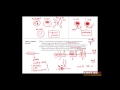First Aid for the USMLE Step 1, IMMUNOLOGY + 01 = Overview of the immune system