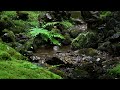 Calming rain sounds falling on moss in a deep forest - Nature white noise for sleep, meditate