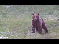 12 Scariest Bear Encounters Ever Filmed in Russia