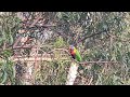 看不尽的彩虹吸蜜鹦鹉。 What beautiful rainbow lorikeets   #Breezy728