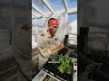 How to Pot Up Soil Blocks