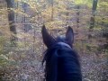 Horse Vlogging 2: Return to the Woods.