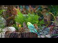 Captivating Bird Videos For Cat Entertainment - Videos For Cats To Watch Bird - Squirrels For Cats