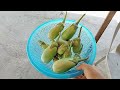 TIME TO HARVEST TALONG NI MANONG SA LIKOD BAHAY, BUHAY BARYO BUHAY MAGSASAKA PROVINCE LIFE