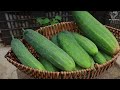 Growing cucumbers with ripe bananas - Lots of flowers - Big fruits