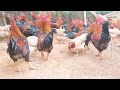 Free Range Chicken Farming | Feeding 1000 Native Chickens