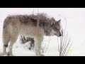 Hunting With the Dark Wolf | Wild Yellowstone