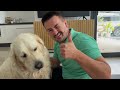 The Best Workout Exercises from a Golden Retriever's Coach [Try Not To Laugh]