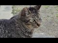 2024 3 6 さくら猫・地域猫② ミミちゃん