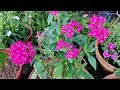 Pentas Plant Care And Grow|Pentas Healthy And Heavy blooming