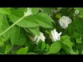 sangu poo/aparajitha/clitoria ternatea plant care