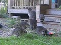 Baby raccoons July 2022 - 1