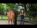 Horse hindleg mobility exercises: Is your horse stiff behind?