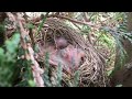 Baby American Robins Enjoying Warm Temperatures, May 2022