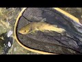 Bull trout Salmon River, Idaho