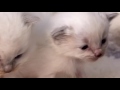 The Secret Life Of Kittens S01E01 HD