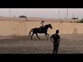 Horseback riding & Jumping lessons #Dilmunclub #bahrain