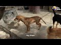 Dog Takes Himself To Shelter To Get Rescued | The Dodo