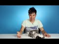 Cat Lovers Get Surprised By A Box Of Kittens