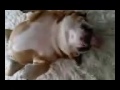 Funny English Bull Dog!