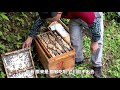 Huanong Brothers: Somebody told me that my buddy is harvesting honey. Let's help him.