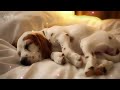 1 Hours Anti Anxiety Music for Dogs 🐶 Stress Relief Music For Dogs ♬ Calming Music For Dogs