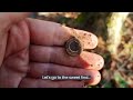 😮WE DIDN'T EXPECT to find this METAL DETECTING! WOW!