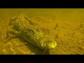 Underwater with Wild Alligators