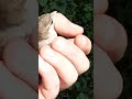 finding a baby bird in my backyard, video 1