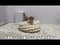 猫たちに保護した子猫たちの名前を決めてもらったらこうなりました！