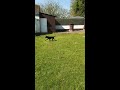 My dog Buddy having fun in the sun🙂