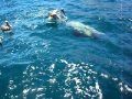 Pelican grabbing a ride on a huge sea lion