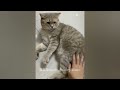 😂 So Funny! Funniest Cats and Dogs 2024 😅❤️ Best Funny Cats Videos 🤣