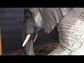 Knysna Elephants 6