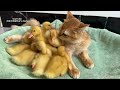 This is the smartest cat in the world😅! Funny cat leads ducklings to swim. Amazing cute pet videos