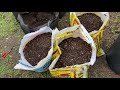 EASY PLANTING SWEET POTATO IN GROW BAGS