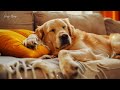 1 Hours Of Relaxing Music For Anxious Dogs 🐶 The Best Anti-Anxiety Music For Dogs!
