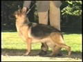 The Official AKC German Shepherd Dog Breed Standard - Part 1 of 2