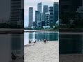 Duck Family in lakeshore toronto| Ducks lives in Group | Sarbocha Shikhar