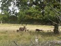 Red Stag bellowing in Richmond Park