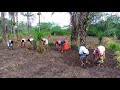Sierra Leonean farming