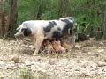 Pig Family in Hayden Missouri