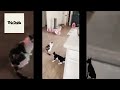 Funny Dogs And Cats Videos 2024 😅 (UNBELIEVABLE)