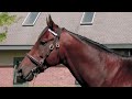 Nyquist (USA) - Conformação/ Stallion Darley. Winner Kentucky Derby G1.